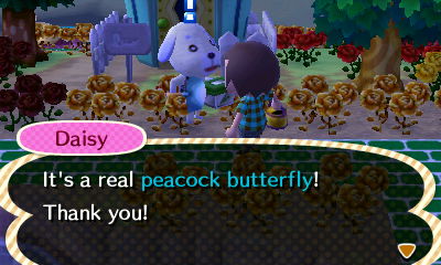 Daisy: It's a real peacock butterfly! Thank you!
