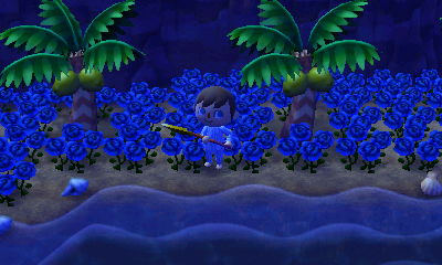 Many blue roses on the beach in Highway.