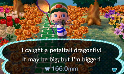 I caught a petaltail dragonfly! It may be big, but I'm bigger!