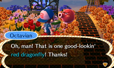 Octavian: Oh, man! That is one good-looking red dragonfly! Thanks!
