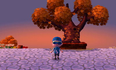 The town tree starting to lose some of its leaves.