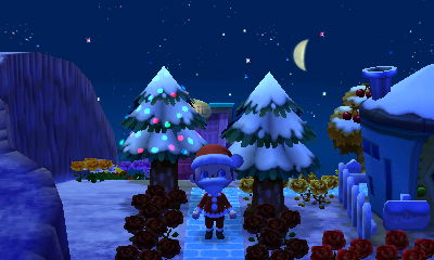 Christmas lights on a cedar tree.