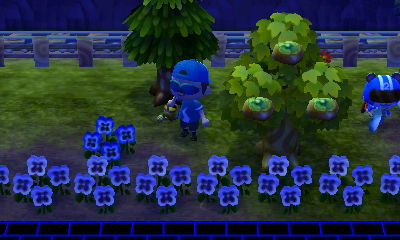 My path lined with blue pansies.