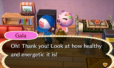 Gala: Oh! Thank you! Look at how healthy and energetic it is!