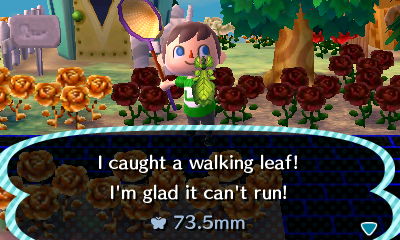 I caught a walking leaf! I'm glad it can't run!