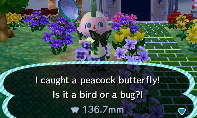 I caught a peacock butterfly! Is it a bird or a bug?!