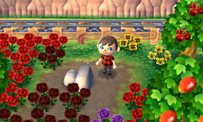 Three new black roses!