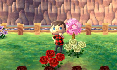 A new baby pink tree.