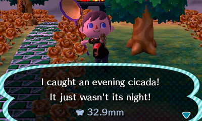 I caught an evening cicada! It just wasn't its night!