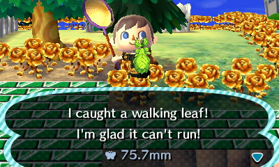 I caught a walking leaf! I'm glad it can't run!