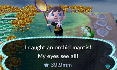 I caught an orchid mantis! My eyes see all!