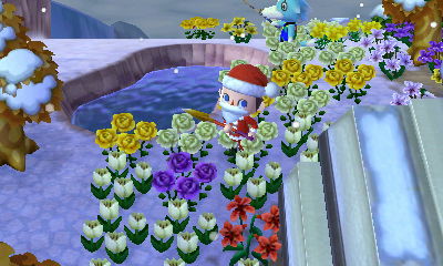 My first purple rose.