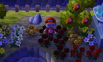 My 2nd gold rose, near my house.