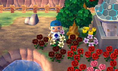 Three black roses among my other flowers.