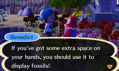 Benedict: If you've got some extra space on your hands, you should use it to display fossils!