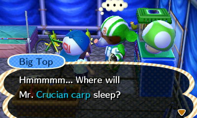 Big Top: Hmmmmm... Where will Mr. Crucian carp sleep?