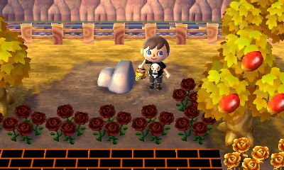 A new black rose I found in town today.