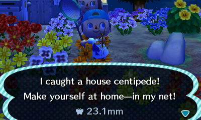 I caught a house centipede! Make yourself at home--in my net!