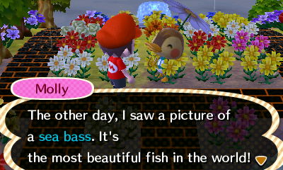 Molly: The other day, I saw a picture of a sea bass. It's the most beautiful fish in the world!