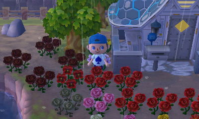 Rain falls on my four black roses and other flowers.