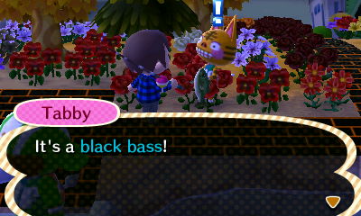 Tabby: It's a black bass!