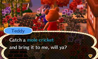 Teddy: Catch a mole cricket and bring it to me, will ya?