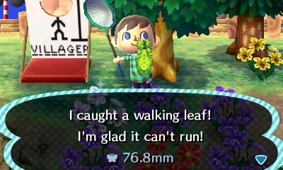 I caught a walking leaf! I'm glad it can't run!