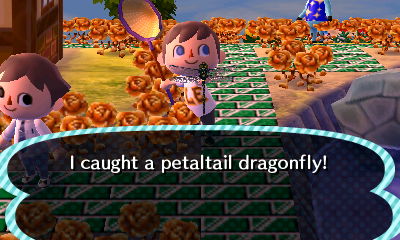 I caught a petaltail dragonfly!