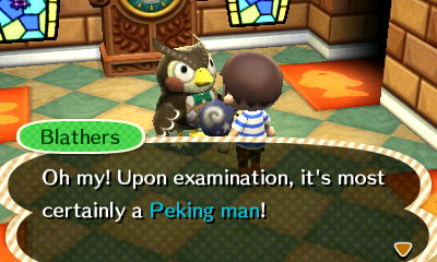 Blathers: Oh my! Upon examination, it's most certainly a Peking man!