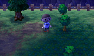 My three baby cherry trees, alive and well.