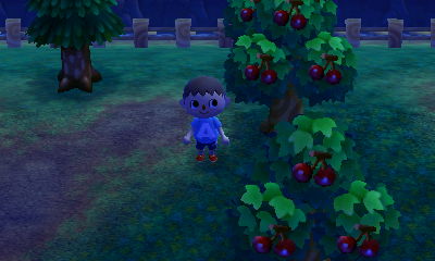 Cherries on my cherry trees!