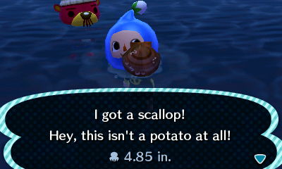 Pascal pops up out of the ocean behind me as I catch my first scallop.