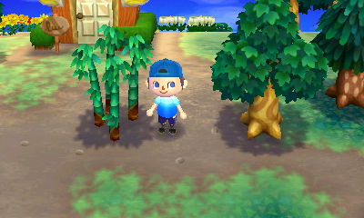 My bamboo is growing!