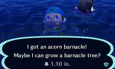 I got an acorn barnacle! Maybe I can grow a barnacle tree?