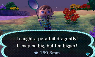I caught a petaltail dragonfly! It may be big, but I'm bigger!