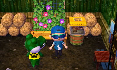 An oak silk moth in Boots' house.