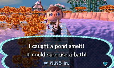 I caught a pond smelt! It could sure use a bath! 6.65 in.