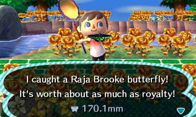 I caught a Raja Brooke butterfly! It's worth about as much as royalty! 170.1mm