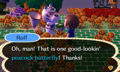 Rolf: Oh, man! That is one good-lookin' peacock butterfly! Thanks!